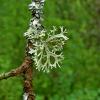 Lichen bien vert, indice d'une bonne qualité de l'air