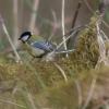 Mésange charbonnière