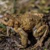 Crapaud commun (bufo bufo)