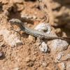 Lézard des murailles