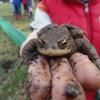 crapaud
