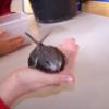 un martinet à sauver
