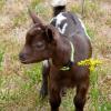 Bicquou, adorable petit chevreau