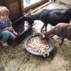 sortie à la ferme