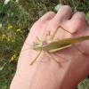 découverte des insectes