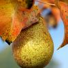 Poire d'Octobre